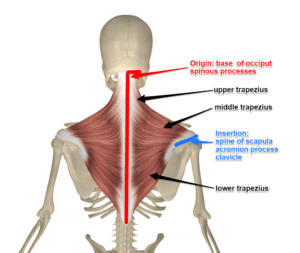 9 Best Traps Exercises for Mass (GET BIGGER FAST!)