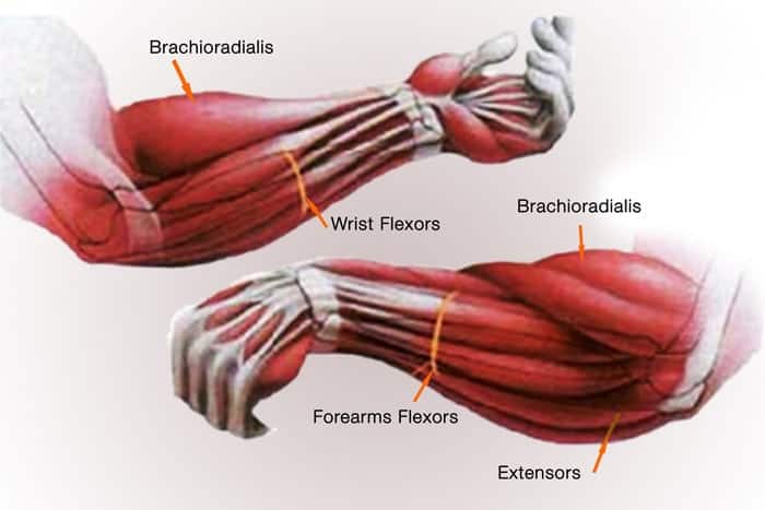Forearm muscles anatomy