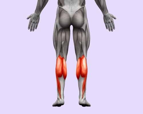 Calves Muscle Anatomy