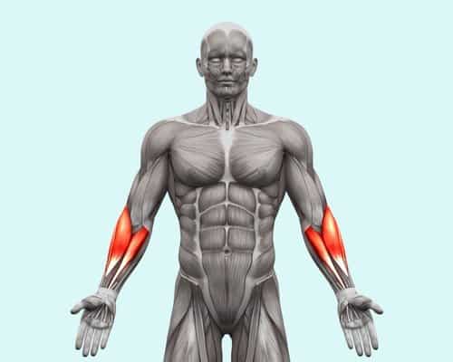 Forearm Muscle Anatomy