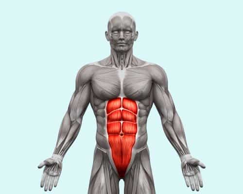 Abs Muscle Anatomy
