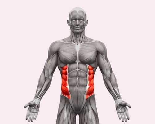 Obliques Muscle Anatomy