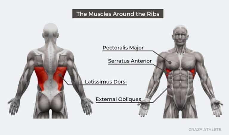 How to Build Muscle Around the Rib Cage? (Best Strategy!)