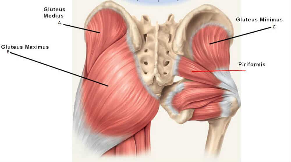 Primary muscles of glutes