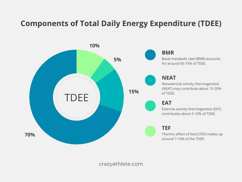 Components of Total Daily Energy Expenditure (TDEE)