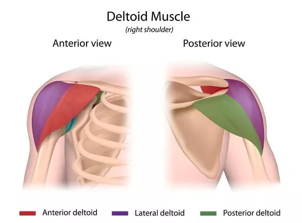 Front deltoid muscle Amatomy: Best Anterior Deltoid Exercises