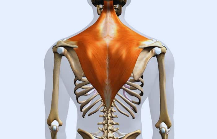 Anatomy of the Lower Trapezius Muscle