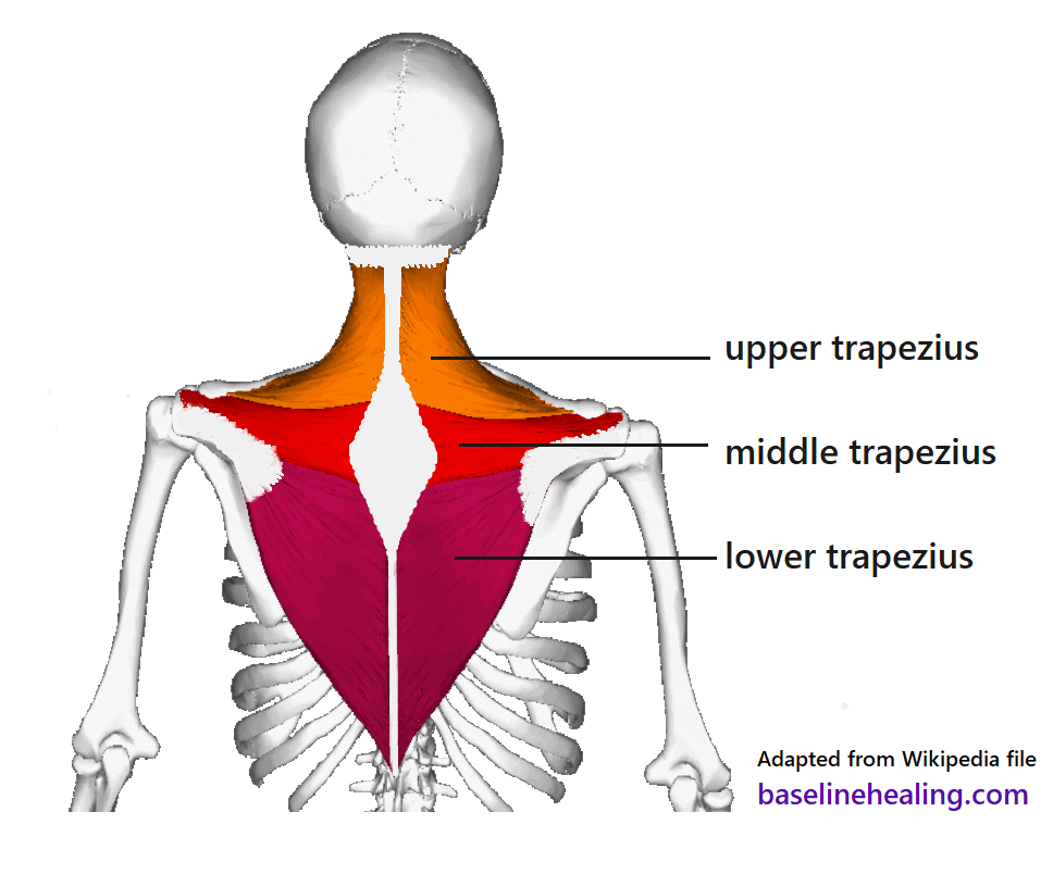 Upper, middle, and lower trapezius muscles