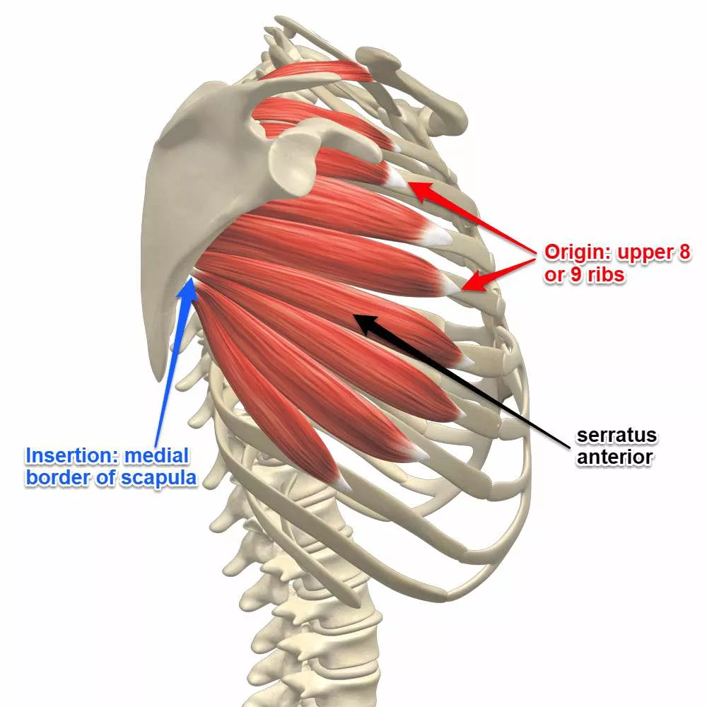 Anatomy and Function of the Serratus Anterior Muscle